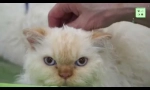 Selkirk rex - cat plemeno
