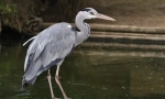 Gray heron
