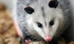 Sevnější opossum