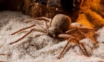 Hexaging sand spider