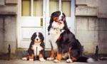 Štěňata bernsky zennenhund (fotografie): vlastnosti péče a vzdělávání