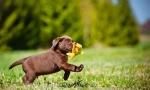 Labrador štěňata (fotografie): pravidla péče a vzdělávání