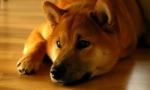 Shiba