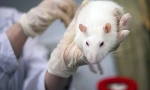 Symptomy a léčba mykoplazmózy u potkanů ​​než nebezpečné onemocnění