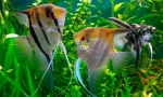 Scalaria (pterofylum sccalare)