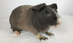 Hubený