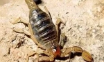 Scorpions v domě