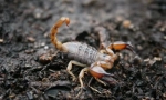 Scorpions