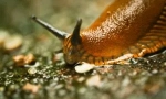 Slug: kdo jsou to, co vypadají a škodliví?