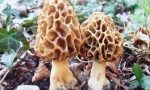 Smorchchki a škroby
