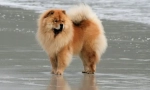 Psi chow-chow plemene (foto): honorysý domácí lva