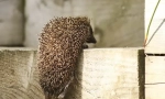 Hedgehog obsah v domě