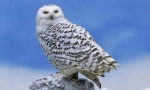 Owl polar