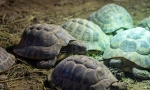 Hibernace želvy jako zimní želva