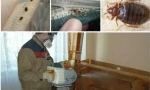Nástroj sinusan z bedbugs a další hmyz