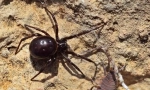 Steatoda je velká