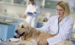 Sterilizace psa