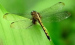 Dragonfly smaragdd hayna