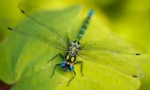Dragonfly: popis a životní styl