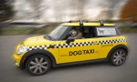 Pet taxi: funkce a pravidla přepravy