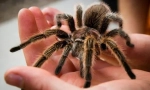 Tarantule