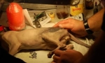 Tetování pro kočku nebo krutá móda pro zvířata