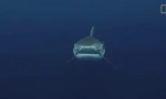 Tiger shark - jeden z nejnebezpečnějších žraloků na světě