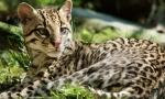 Tiger cat