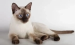 Tonkin cat (thinnez)