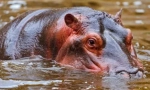 Top 12 nejvíce hloupých zvířat na světě