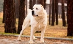 Turkmen alabai (foto): fierce guard, spolehlivý ochránce