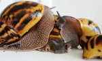 Snails akhatina reprodukce doma, pokládání vajec, péče o potomstvo