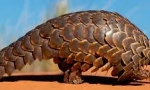 Velkolepý pangolin: šupinaté zvíře
