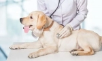 Veterinární inspekce