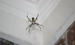 Druhy pavouků pronikající dům nebo byt