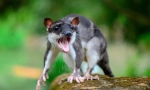 Vodní opossum