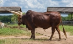 Volný