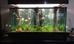 Magic aquarium