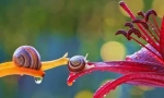 Kouzelný miniaturní svět snails vyacheslav mishchenko (12 fotografií)