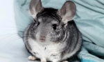 Vše o těhotenství chinchillas, jak jsou narození