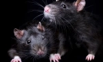 Vše o černých krys: vzhled, životní styl, zajímavá fakta