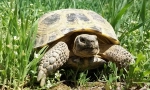 Vše o pozemní želvě