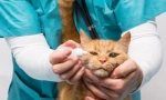 Cat oční onemocnění