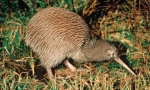 Proč je pták kiwi takový dlouhý zobák?