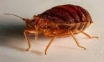 Vůně z bedbugs v bytě