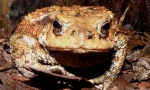 Toad caucasian