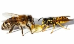 Skoumání osa a včela: rozdíly v sousto