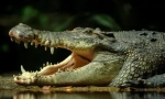 Live fossils: 10 starověká zvířata žijící v naší době
