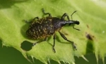 Zhuk weevil: popis, typy a životní styl
