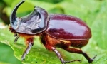 Beetle rhino: popis a životní styl